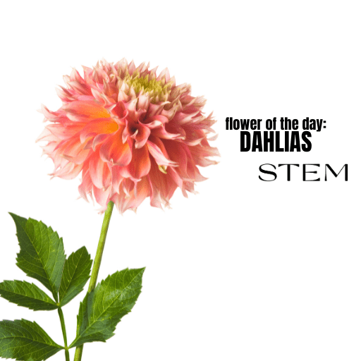 FLOWER OF THE DAY: DAHLIAS