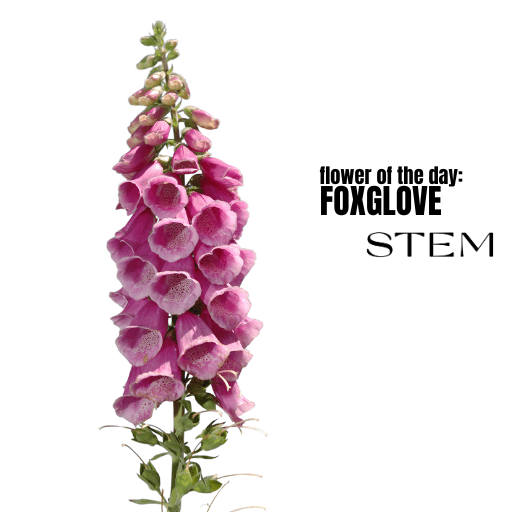 FLOWER OF THE DAY: FOXGLOVE