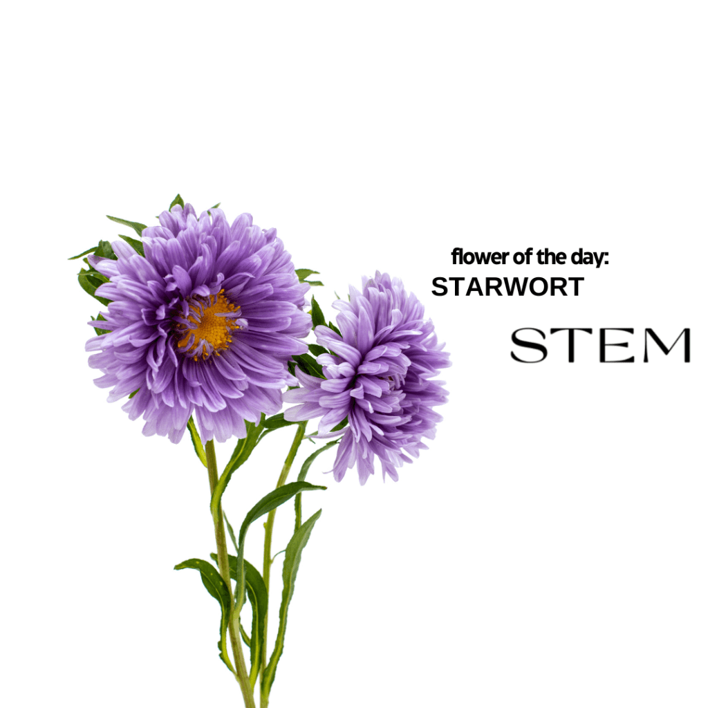 FLOWER OF THE DAY: STARWORT