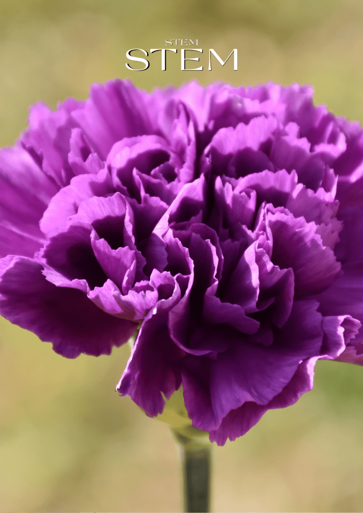 FLOWERS OF FORTUNE AND MISFORTUNE