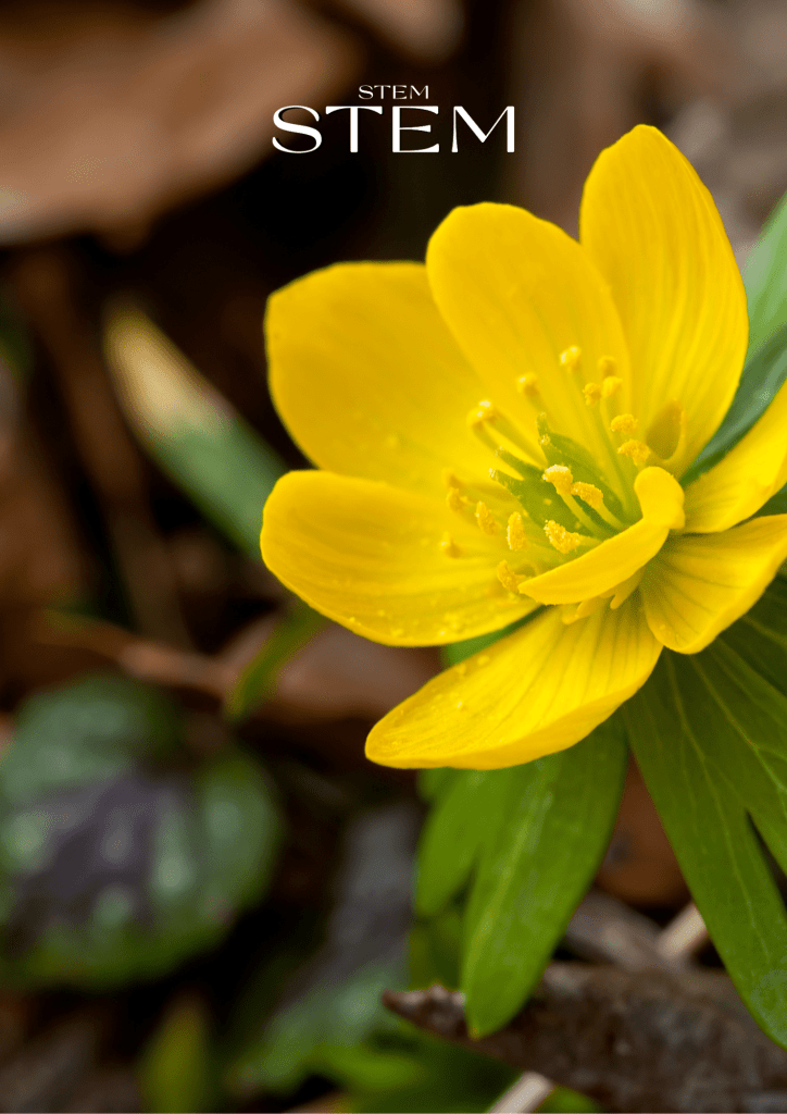 FLOWERS THAT BLOOM IN LATE WINTER